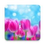 spring flower live wallpaper android application logo